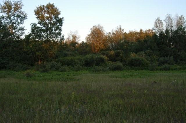 Buck bedding area southern Michigan hunting lease