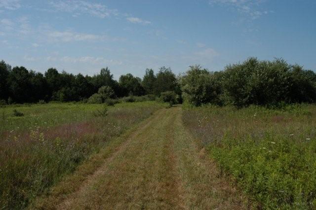 Main trail on property through food plots
