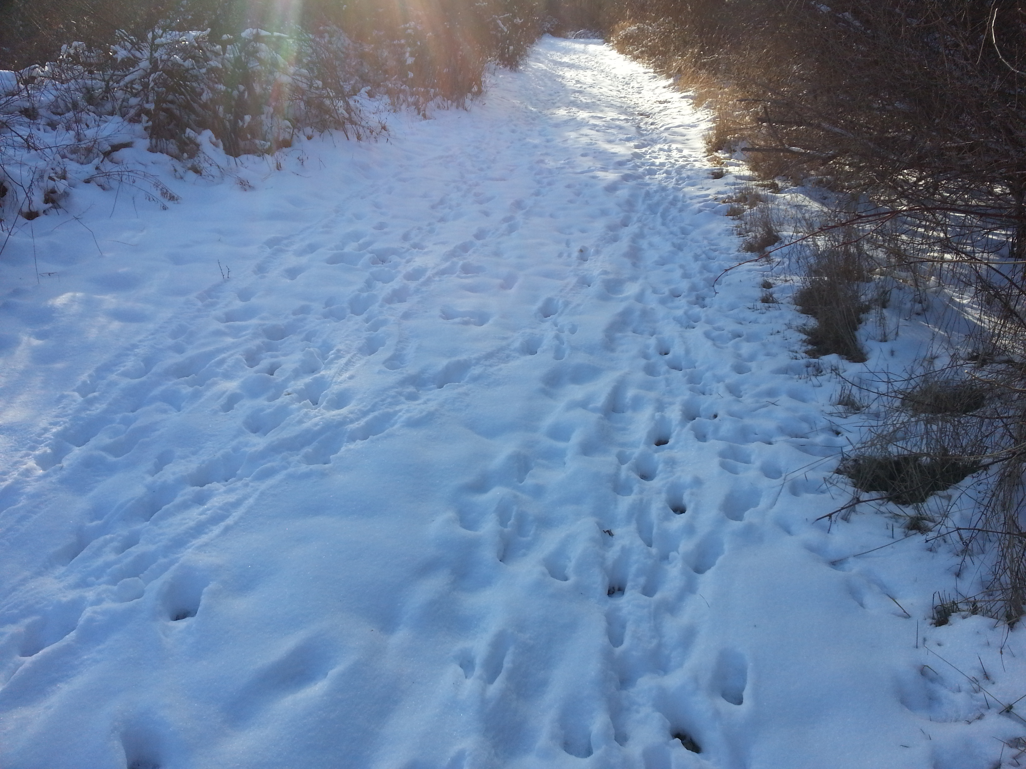 December 2012 Deer Tracks on main trail through food plots at Southern Michigan Hunting Lease