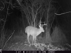 jackson county michigan big buck