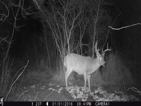 jackson county michigan big buck