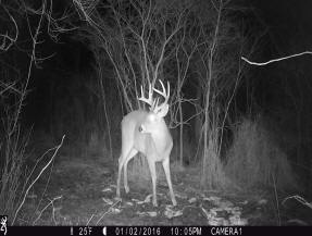 jackson county michigan big buck