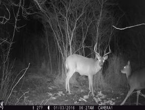 jackson county michigan big buck