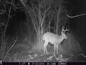 jackson county michigan big buck