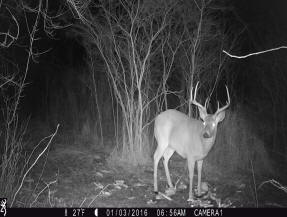 jackson county michigan big buck