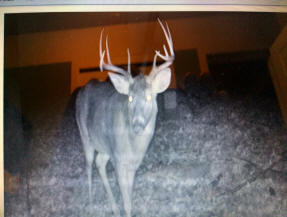 jackson county michigan big buck