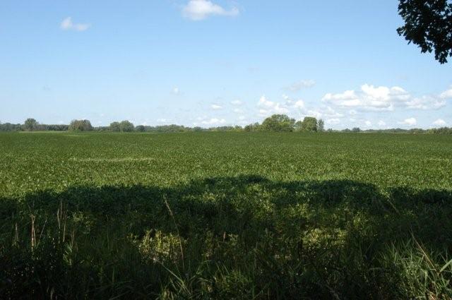 Prison bean field